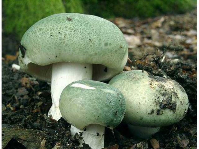 Мицелий Сыроежки зеленоватой (Russula virescens)